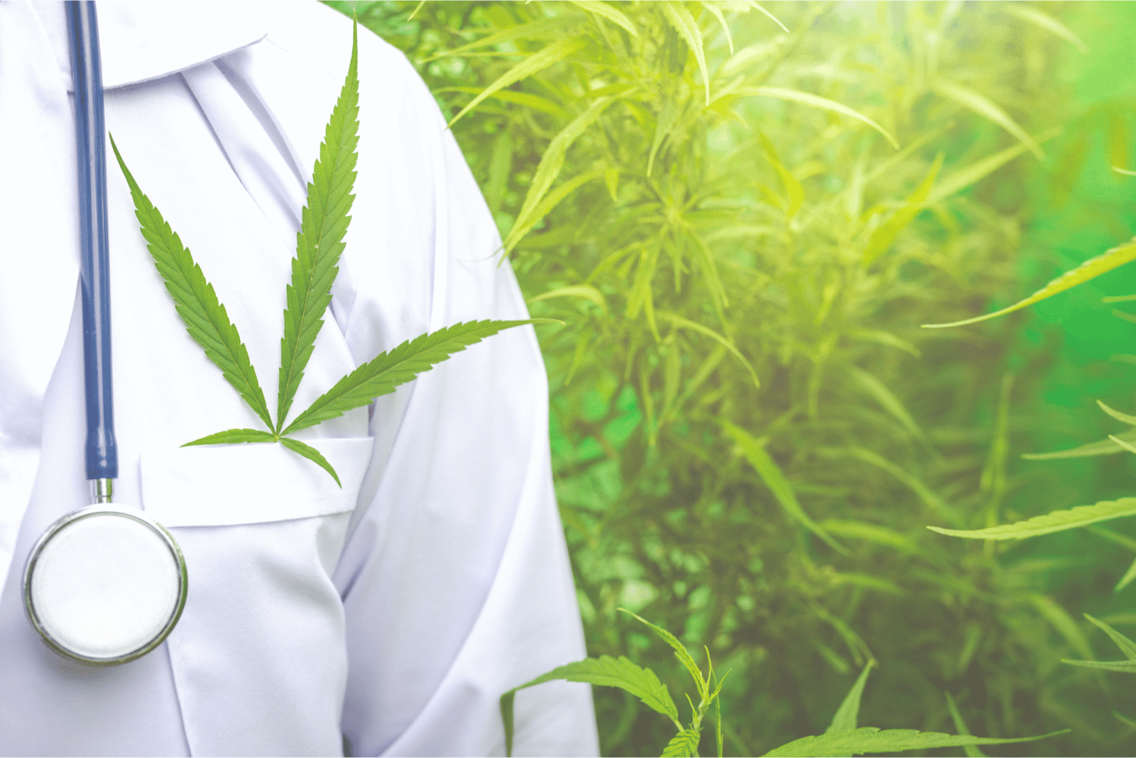 Cannabis Medicinal é Legal no Brasil? Entenda Como Funciona a Prescrição