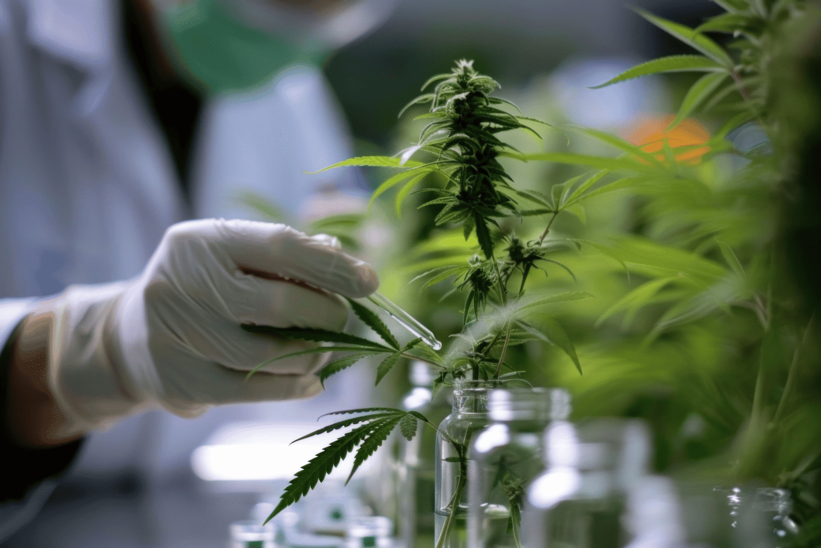 Cannabis Medicinal: Mitos e Verdades Sobre o Tratamento