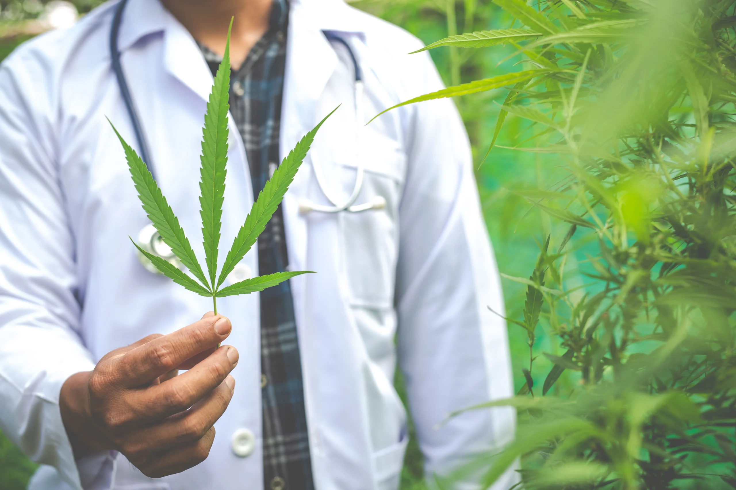 Quem pode prescrever cannabis medicinal e como funciona o acompanhamento clínico